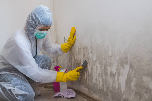 Best Localized Mold Remediation (e.g., coastal areas, humid climates) in Chester, PA